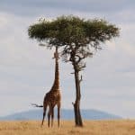 giraffe kenia afrika tierwelt safari hals hoch