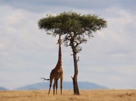 giraffe kenia afrika tierwelt safari hals hoch