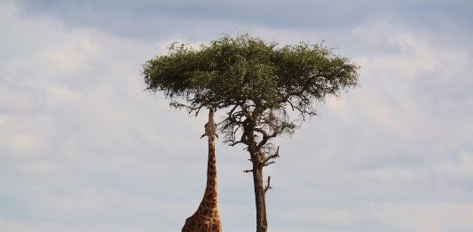 giraffe kenia afrika tierwelt safari hals hoch