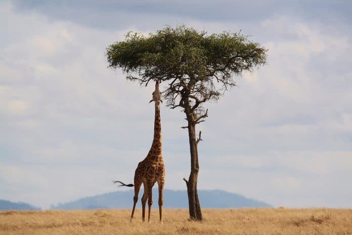 giraffe kenia afrika tierwelt safari hals hoch