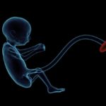 feten plazenta nabelschnur schwangerschaft embryo