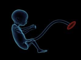 feten plazenta nabelschnur schwangerschaft embryo