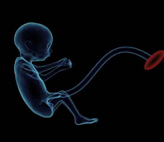 feten plazenta nabelschnur schwangerschaft embryo