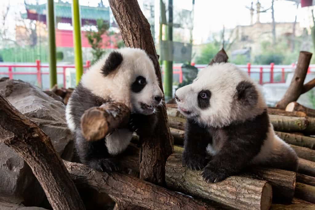 Panda-Zwillinge Meng Yuan und Meng Xiang in Berlin in ihrem Wohnzimmer„“. Foto: Zoo Berlin