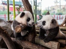 Panda-Zwillinge Meng Yuan und Meng Xiang in Berlin in ihrem Wohnzimmer„“. Foto: Zoo Berlin
