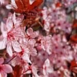 Kirschblüte Japan Baum