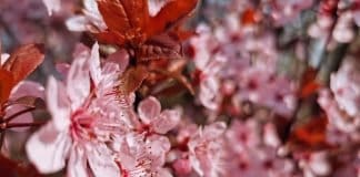 Kirschblüte Japan Baum