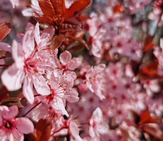 Kirschsaft beugt Muskelkater vor Kirschblüte Japan Baum