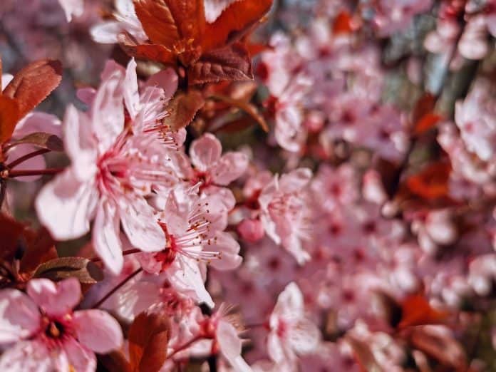 Kirschblüte Japan Baum