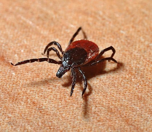 Gefahr durch Zecken Tick Lyme-Borreliose Zecken Beißen Gefahr