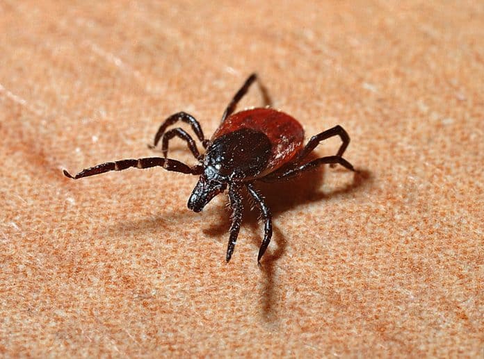 Tick Lyme-Borreliose Zecken Beißen Gefahr