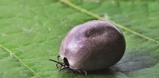 Tick Lyme-Borreliose Zecken Beißen Gefahr