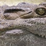 Krokodil Zähne Reptil Alligator Gefährlich Tier