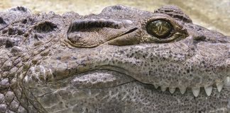 Krokodil Zähne Reptil Alligator Gefährlich Tier
