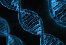 Schwangerschaften senken Brustkrebsrisiko Dna Biologie Medizin Gen Mikrobiologie Analyse