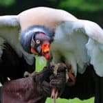 geier-eagle-vulture-1682982_1920