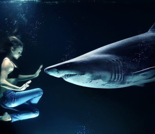 Mit Haien tauchen im Palma Aquarium Haifisch tauchen im Meer