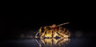 Honigbiene Biene Bienen Insekt Natur Makro Tier