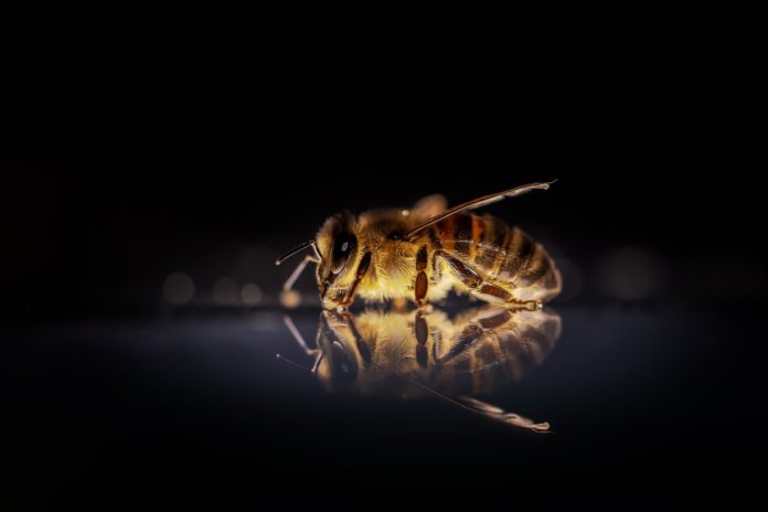 Honigbiene Biene Bienen Insekt Natur Makro Tier