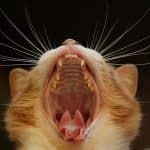 Katze Gähnen Katzen Hautnah Bart Mund Zunge