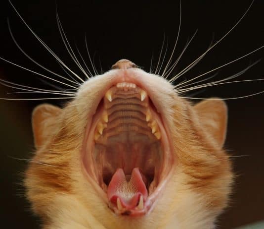Katze Gähnen Katzen Hautnah Bart Mund Zunge