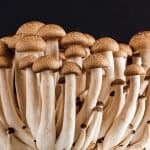 Pilz Pilze Viele Lebensmittel Vegetarier Bio Diät