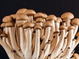 Pilz Pilze Viele Lebensmittel Vegetarier Bio Diät