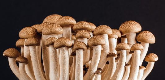 Pilz Pilze Viele Lebensmittel Vegetarier Bio Diät