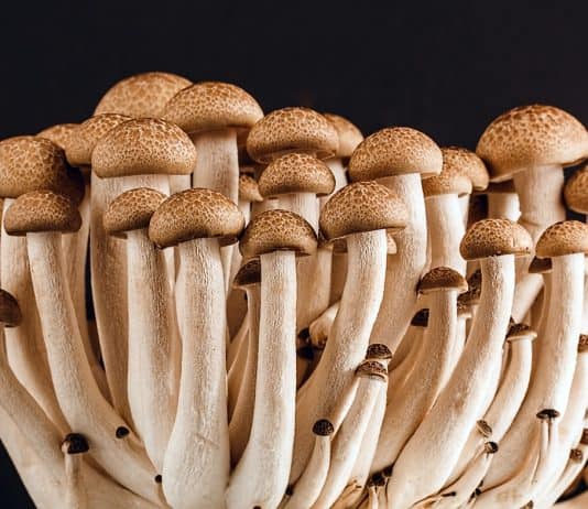 Scheideninfektion durch Hefepilz Pilz Pilze Viele Lebensmittel Vegetarier Bio Diät