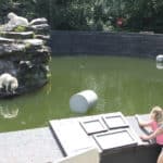 Tierpark Berlin (Eisbären-Anlage mit Hertha)