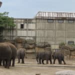 Tierpark Berlin (Elefanten 4)