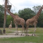 Tierpark Berlin (Giraffen-Familie 1)k