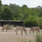 Tierpark Berlin (Zebras)k