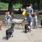 Tierpark Berlin (im Streichelzoo 1)k