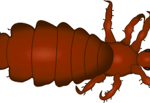 Läusealarm Laus Insekt Tier