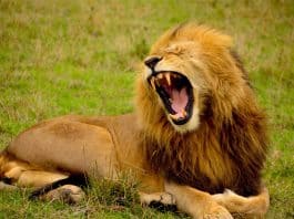 Löwe Mähne Tier Brüllen Zähne Wild
