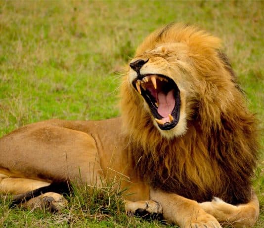 Löwe Mähne Tier Brüllen Zähne Wild