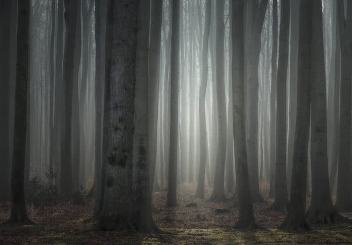 natur,wald,bäume,licht,morgen,morgenstimmung,geäst,baumstamm,gespensterwald,nienhagen,