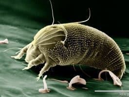 Unerwünschte Bettgenossen – Hausstaubmilben Milbe Aceria Anthocoptes Acari Spinnentier Spinne