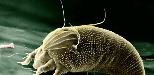 Milbe Aceria Anthocoptes Acari Spinnentier Spinne