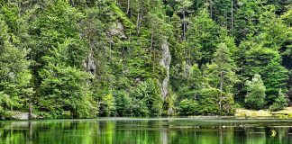 Natur Wald Gewässer Gebirgswald Holz Sommer See