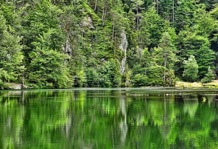 Natur Wald Gewässer Gebirgswald Holz Sommer See