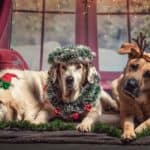 hund, weihnachten, geschenke