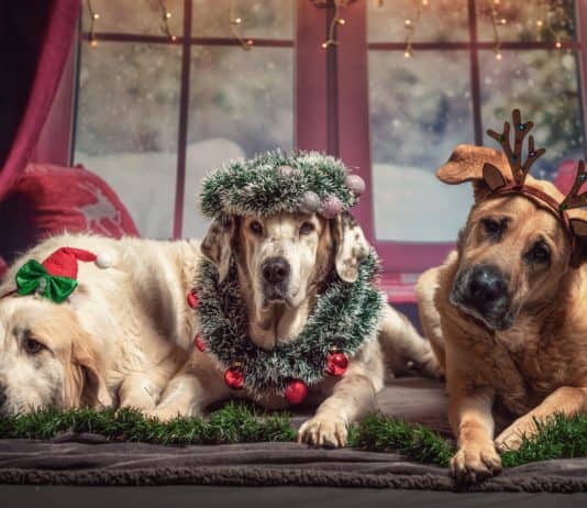 hund, weihnachten, geschenke