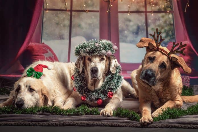 hund, weihnachten, geschenke