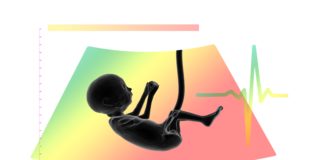 ultraschall, fötus, embryo