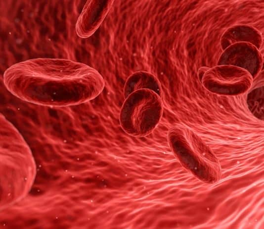 Was Du zum Thema Blut und Blutuntersuchungen wissen musst blut zellen rot medizinische medizin anatomie