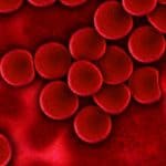 blut blutplasma rote blutkörperchen plasma