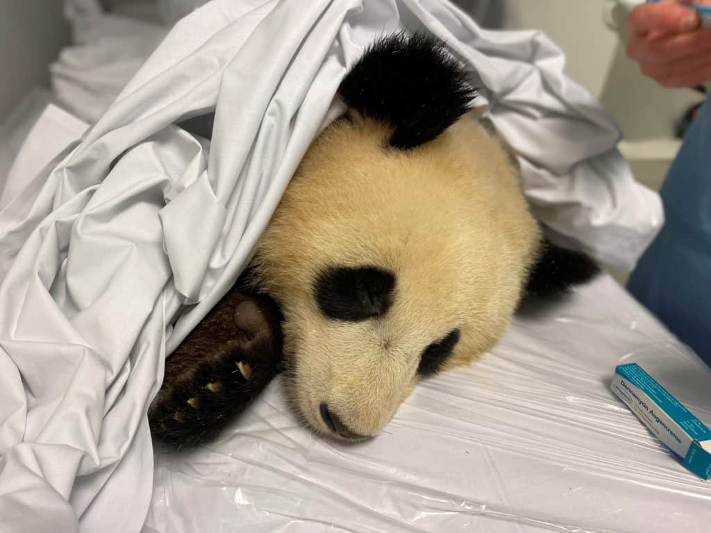 Panda Pit krank (Fotos Zoo Berlin, PM: Published by Zoologischer Garten Berlin AG)