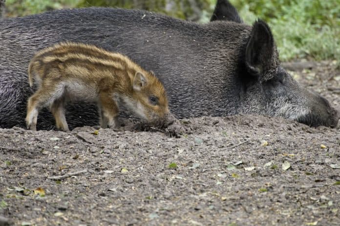 Was tun bei Wolf und Wildschwein, wildschwein, tier, tierwelt
